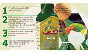 ALGAE