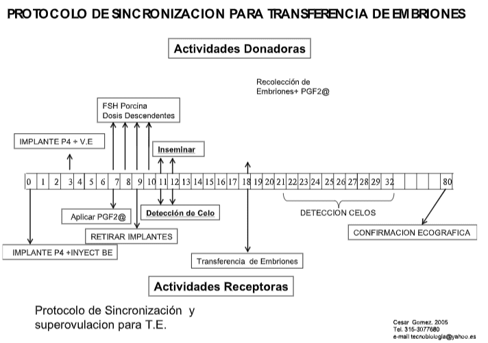PROTOCOLO TRANSFERENCIA EMBRIONES