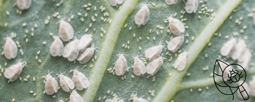 Plagas Más Comunes en Cultivos en Colombia y Cómo Controlarlas