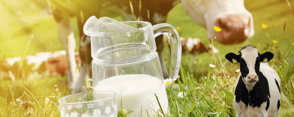 Consejos para el Cuidado del Ganado Lechero