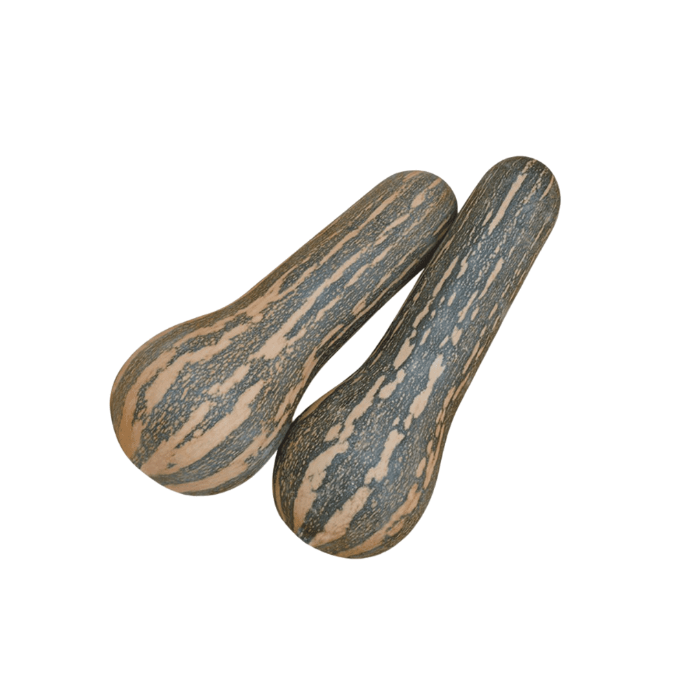 Ahuyama Híbrida Miriam