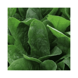 ESPINACA HIBRIDA IMPERIAL