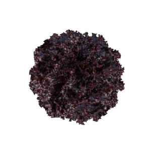 LECHUGA CARMIN - 7500 SEMILLAS