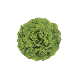 LECHUGA SCARLET