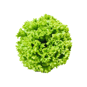 LECHUGA THAIS X7500 S