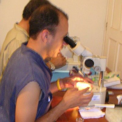 Proceso de búsqueda de embriones y determinación de su clasificación. Foto: Cesar Gomez V.