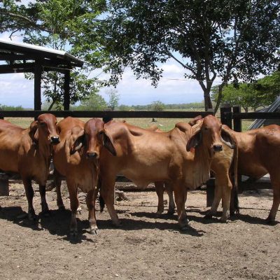 Grupo de Donantes, Hembras clasificadas y de excelente calidad   genética.. Foto: Cesar Gomez V.