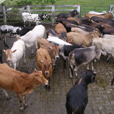 Grupo de hembras receptoras de embriones. Animales cruzados de Cebú Brahman y Holstein Rojo. Foto: Cesar Gomez V.