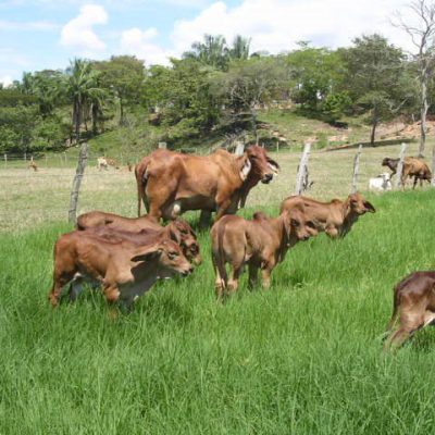 Productos (terneros) y su madre genética (donante) Foto: Cesar Gomez